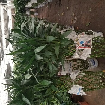承接辦公室租花寫字樓綠植租擺業(yè)務(wù)