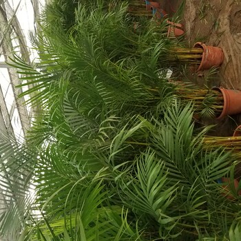 百子湾鲜花店百子湾花卉市场百子湾绿植租摆公司