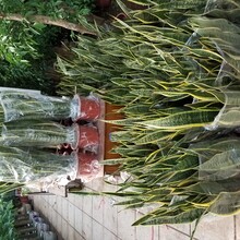 2023北京大绿植批发市场提供花卉销售送货