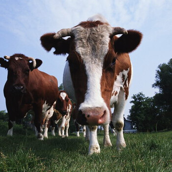 谁知道肉牛的饲喂方式有哪些？优农康微生态饲料添加剂为您分享