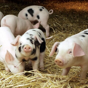选用优农康微生态饲料添加剂养猪催肥饲料配方可降低成本
