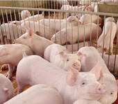 使用猪的催肥饲料优农康降低您的饲养成本