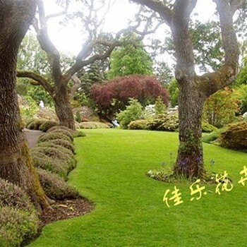 蘇州室內(nèi)盆景租賃報(bào)價(jià)蘇州辦公室盆景租賃報(bào)價(jià)