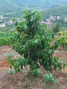 老白茶，影古毛茶