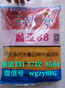 蠡玉88大豐30玉米種子品種大全廠家批發(fā)高產(chǎn)火