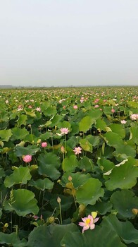 荷花苗种植安新素雅莲家庭农场