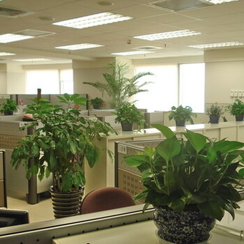 绿植设计，绿植租赁，绿植服务
