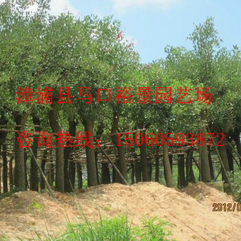 福建雞冠刺桐價格，福建雞冠刺桐米徑25，福建雞冠刺桐供應(yīng)商，福建雞冠刺桐種植基地