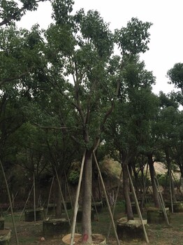 云南15公分香樟1850，云南香樟全規(guī)格，云南香樟種植場(chǎng)，香樟批發(fā)