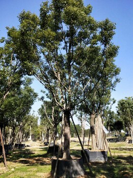 福建大型香樟种植场，香樟全规格出售，香樟18公分多少钱，基地