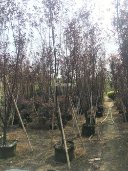 云南紫葉李圖片，紫葉李果實能吃嗎，紫葉李什么時候開花