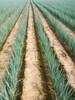 種植大蔥效益怎么樣大蔥種子怎么育苗一畝地用多少種子