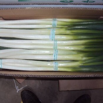 植株直立性強(qiáng)，抗倒伏能力強(qiáng)的大蔥種子