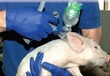 普瑞玛猪蓝耳病用自动标识型连续注射器