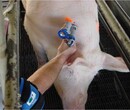 动物注射用自动标识型连续注射器