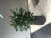 在广州可以提供服务好的室内室外植物养护绿植租赁的绿化公司