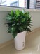 广州专业办公室室内植物盆栽租摆出租免费提供方案、养护、更换