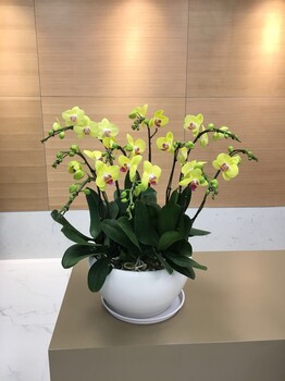 找廣州UP智谷辦公室植物租賃綠植批發(fā)價格便宜服務(wù)好的綠化公司
