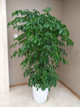 廣州科學(xué)城植物盆栽花草租賃綠植出租免費提供設(shè)計方案