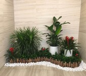 广州科学城绿地广场提供专业室内办公室植物租摆花木租赁的绿化公司