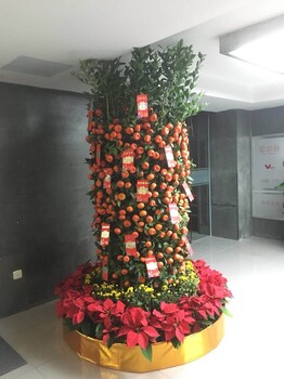 陽晨綠化廣州海珠區(qū)批發(fā)零售朱砂桔年花年桔桃花送貨上門