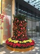 广州天河哪里可以买到比较便宜的年桔年花和朱砂桔图片