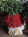 广州海珠区哪里有卖年花年桔朱砂桔蝴蝶兰，可以送货上门包清理