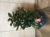 广州珠江新城附近提供办公室植物租摆花卉绿植租赁服务的绿化公司和花店