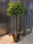 广州科学城室内植物租摆室外植物养护阳晨绿化