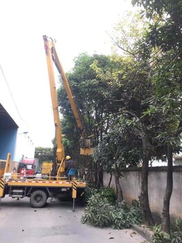 广州提供树木修剪，大树修剪，修剪大树服务