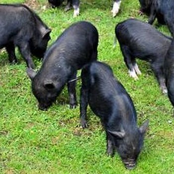 藏香猪养殖基地，北京天津河北藏香猪猪肉，麝香猪，黑野猪
