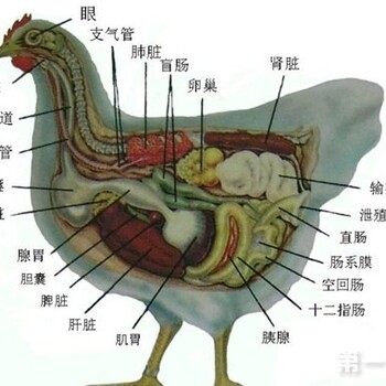 鸡流鼻涕怎么办，鸡感冒用什么药好