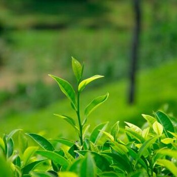 日照绿茶品牌，日照绿茶如何饮用才健康