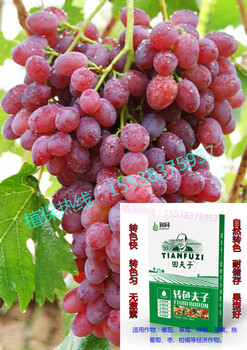 葡萄、西紅柿如何轉色快，轉色好？