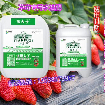 浙江草莓如何膨果增甜著色？