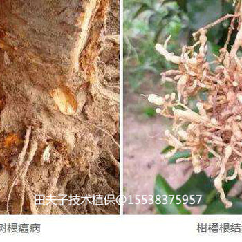果樹(shù)得了根腐病怎么預(yù)防治療？—土傳康