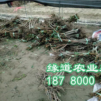 李子苗批發(fā)價(jià)格，李子樹(shù)苗行情