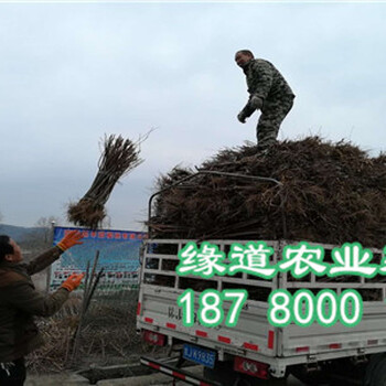 五月脆李子苗，鳳凰李子苗批發基地