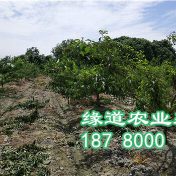 脆紅李苗，樂山脆紅李樹苗