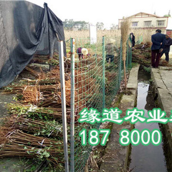 貴州蜂糖李子樹苗，貴州哪里有蜂糖李苗批發(fā)價格行情