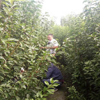 青脆李樹苗苗圃基地，青脆李苗批發(fā)價(jià)格行情
