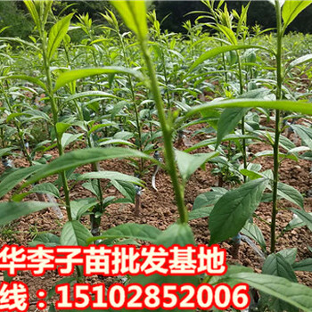 李子苗栽培技術(shù)，2018年李子苗價格行情