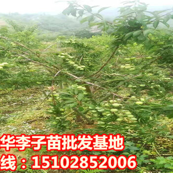 重慶李子苗批發(fā)基地，重慶合川哪里有李子苗賣