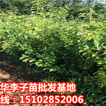 貴州黔西南蜂糖李苗批發(fā)基地、蜂糖李樹苗價(jià)格多少