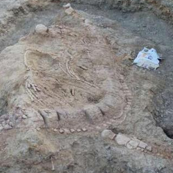 印度侏罗纪鱼类化石