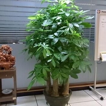 南宁华成都市花店华成都市开业花篮盆景绿植发财树金钱树鲜花