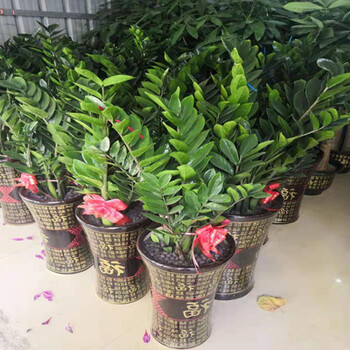 南寧金錢樹-南寧市金錢樹-盆栽-金錢樹綠植-金錢樹花卉-盆景