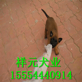 纯种马犬养殖场活体马犬幼犬什么价格