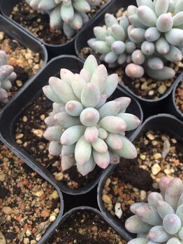 紅河花月夜品種