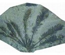 化石的价值，陕西四川海洋生物化石鉴定交易图片